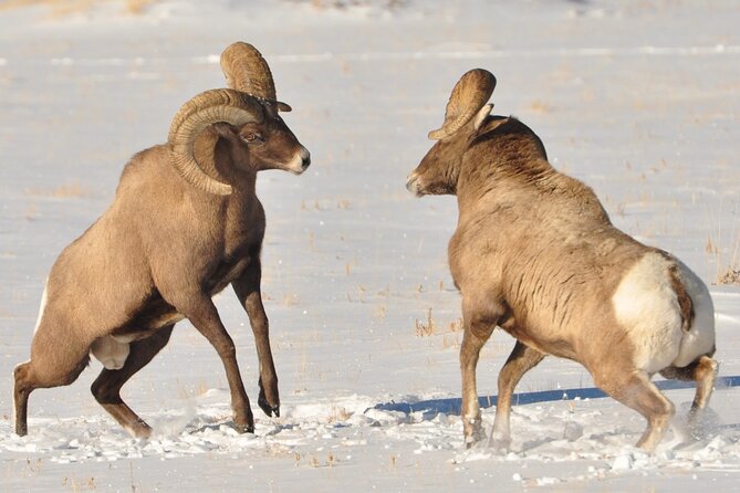 Sunset 4-Hour Grand Teton Wildlife Adventure - Species You Might See, and How to Think About Those Sightings
