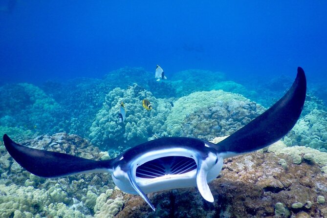 Sunset and Manta Ray Snorkel Adventure - Who should book, and who should think twice