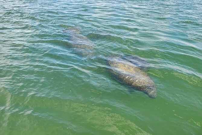 Sunset Dolphin Cruise with Sanibel Lighthouse Views - Where you board at 450 Harbor Ct, and why the 18-person limit helps