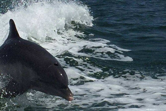 Sunset Dolphin Cruise with Sanibel Lighthouse Views - The dolphins hunt: what to expect, and how the crew improves your odds