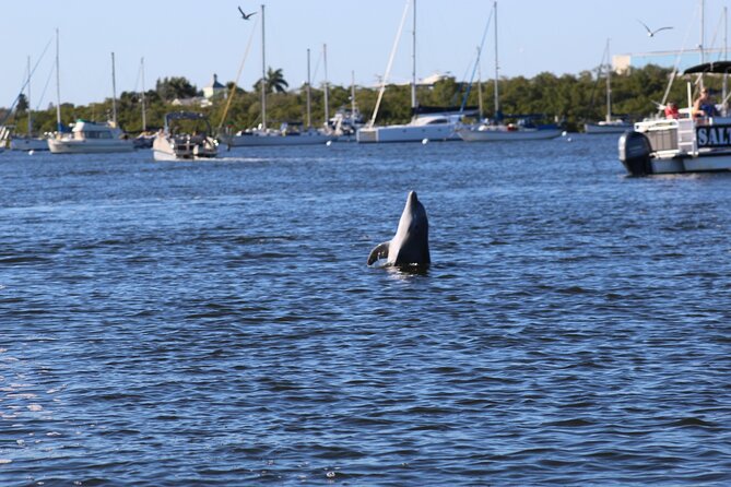 Sunset Dolphin Cruise with Sanibel Lighthouse Views - Who should book this sunset dolphin cruise with lighthouse views