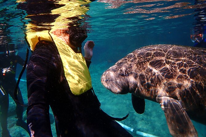 Swim with Manatees: Eco-Educational Tour in Crystal River - Key things to know before you go