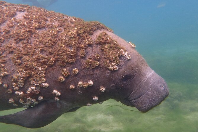 Swim with Manatees: Eco-Educational Tour in Crystal River - Crystal River manatees: why this tour is worth planning around