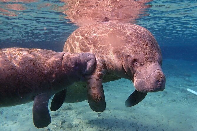 Swim with Manatees: Eco-Educational Tour in Crystal River - The manatee swim part: snorkel equipment, safety, and crew control