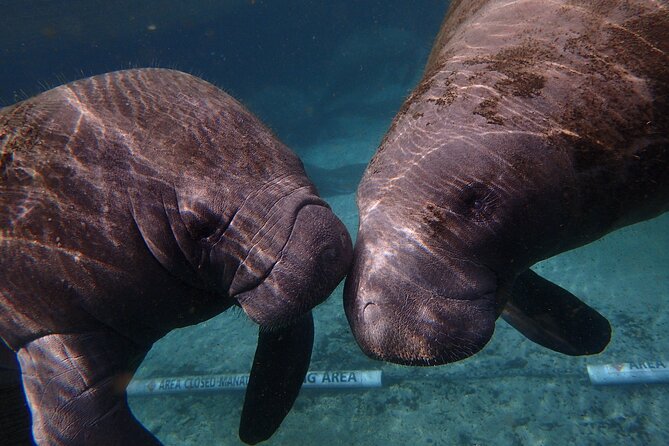 Swim with Manatees: Eco-Educational Tour in Crystal River - What you’ll likely see in the water (and how to spot it)