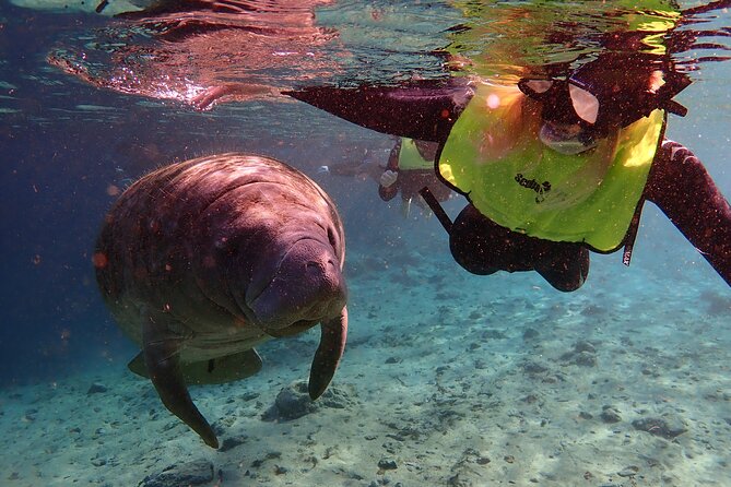 Swim with Manatees: Eco-Educational Tour in Crystal River - Price and value: what $100.11 covers, and what you should plan for