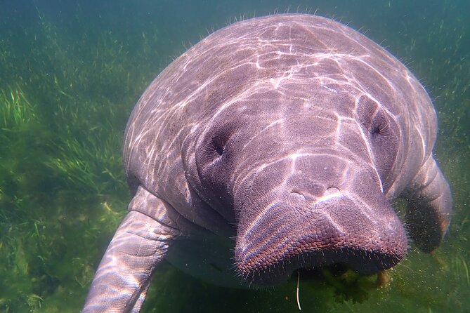 Swim with Manatees: Eco-Educational Tour in Crystal River - Who this Crystal River manatee swim suits best