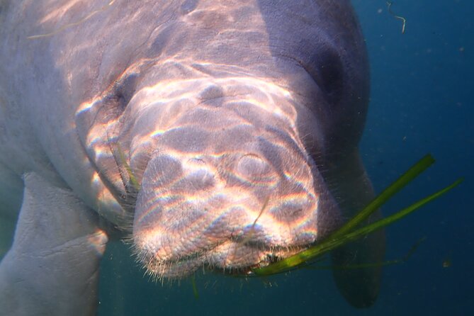 Swim with Manatees: Eco-Educational Tour in Crystal River - Quick practical checklist before you head out