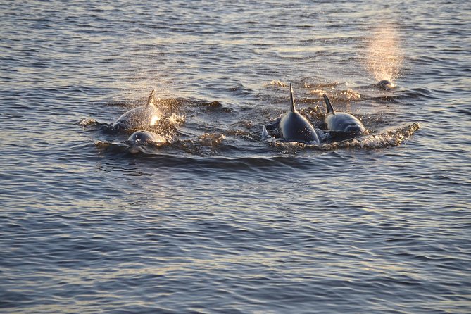 Take a Scenic Boat Ride in St. Augustine - Picture time with a slowdown, plus big photo opportunities