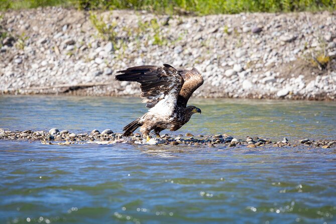 Tetons and Snake River Scenic Float Trip In Jackson Hole - Wildlife spotting without disappointment: set your expectations the smart way