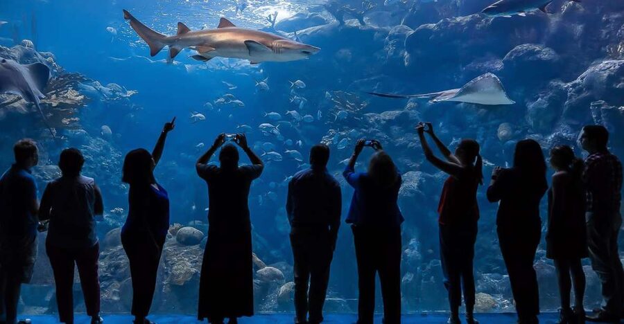 The Florida Aquarium Ticket - Key things to notice before you go