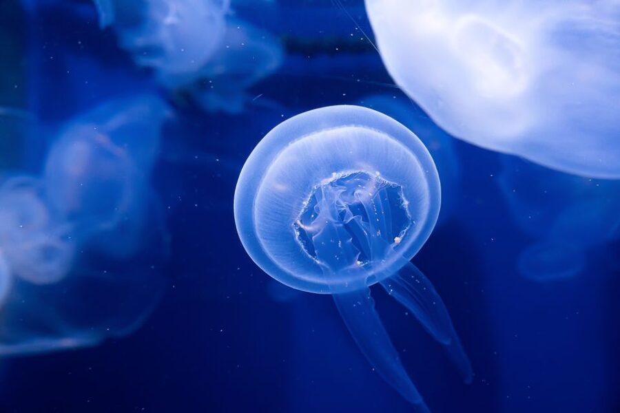 The Florida Aquarium Ticket - Coral Reef Gallery: the 500,000-gallon anchor exhibit