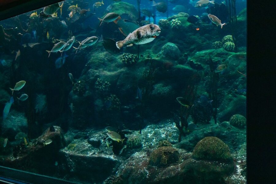 The Florida Aquarium Ticket - Touch pools that actually matter: stingrays and jellies