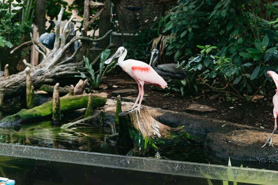 The Florida Aquarium Ticket - Sea level to tree level: how to choose your path