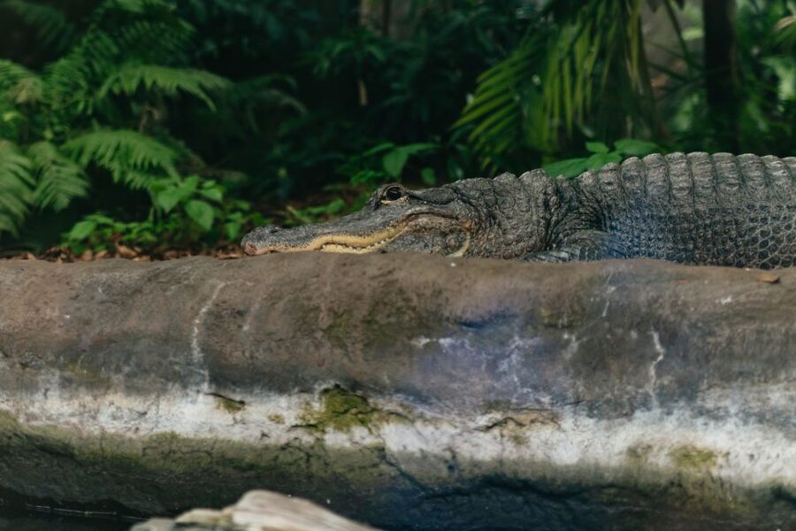 The Florida Aquarium Ticket - SeaTREK and the Wild Dolphin Cruise, if you want extra Tampa Bay time