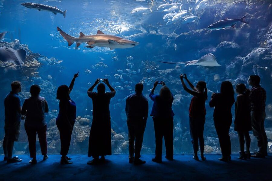 The Florida Aquarium Ticket - Start with the glass dome: birds, otters, and alligators
