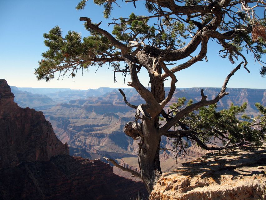 The Grand Canyon Classic Tour From Sedona, AZ - Oak Creek Canyon to Flagstaff pines, what you’ll notice