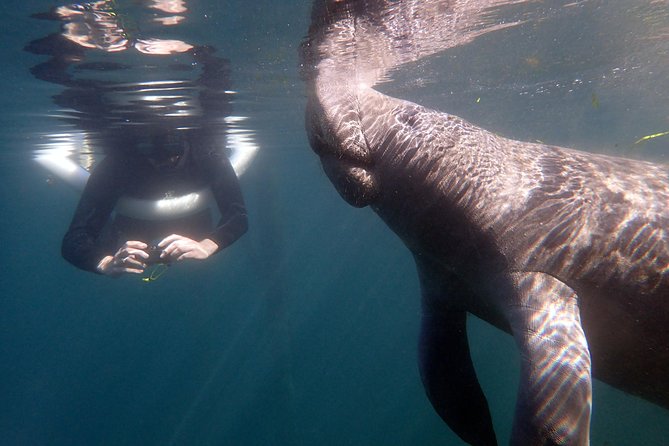 The 'OG' Manatee Snorkel Tour with In-Water Guide/Photographer - Crystal River manatees, and why this tour’s format works