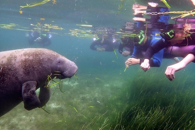 The 'OG' Manatee Snorkel Tour with In-Water Guide/Photographer - Cruising Kings Bay and Three Sisters Springs by Coast Guard boat