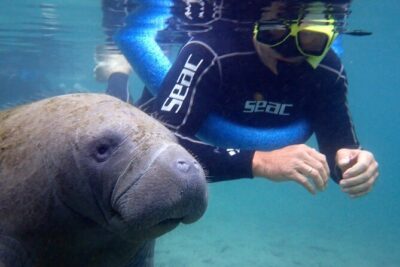 The ‘OG’ Manatee Snorkel Tour with In-Water Guide/Photographer