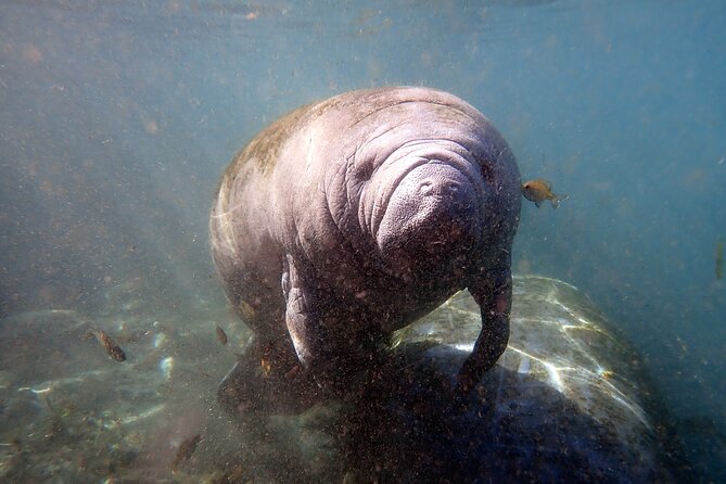 The 'OG' Manatee Snorkel Tour with In-Water Guide/Photographer - The in-water guide and photographer: how you get great moments without stressing