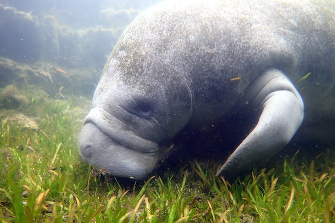 The 'OG' Manatee Snorkel Tour with In-Water Guide/Photographer - Price and value: is $76.07 worth it?