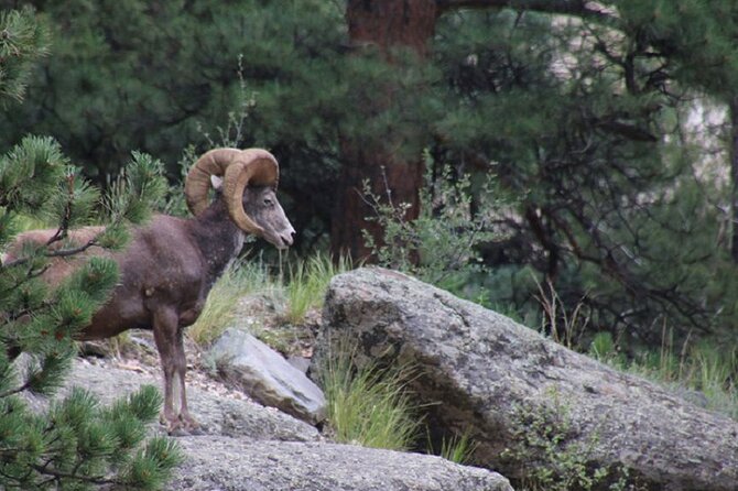 The Rocky Mountain National Park Safari Tour - Rocky Mountain National Park stop: meadows, aspens, rivers, and waterfalls
