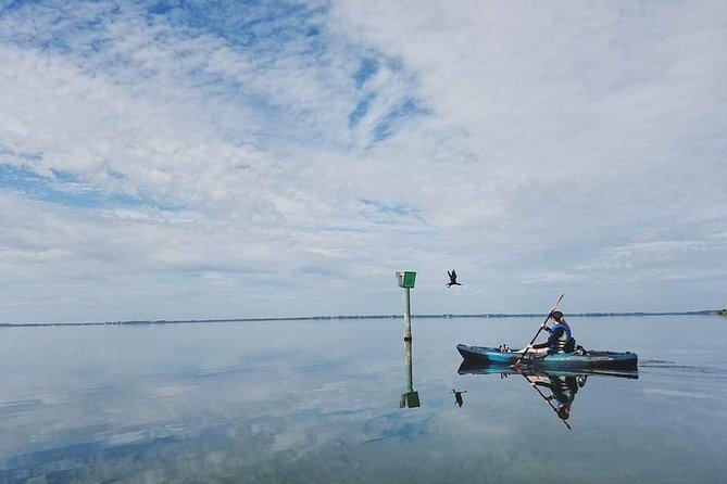 Thousand Island Mangrove Tunnel, Manatee & Dolphin Kayak Tour w/Cocoa Kayaking - Wildlife Watching for Manatees and Dolphins: What You Can Expect
