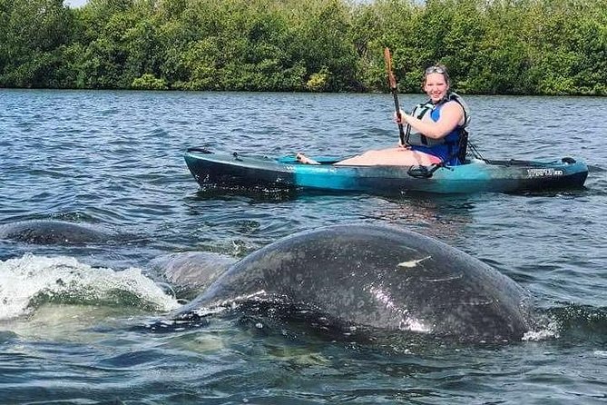 Thousand Island Mangrove Tunnel, Manatee & Dolphin Kayak Tour w/Cocoa Kayaking - Timing and Season: When to Go for the Best Chance at Manatees