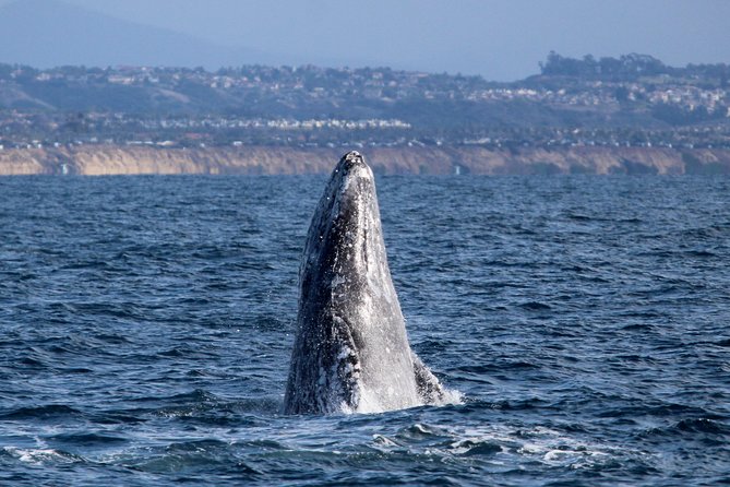 Two-Hour Luxury Whale Watching Tour from Oceanside - Key highlights at a glance