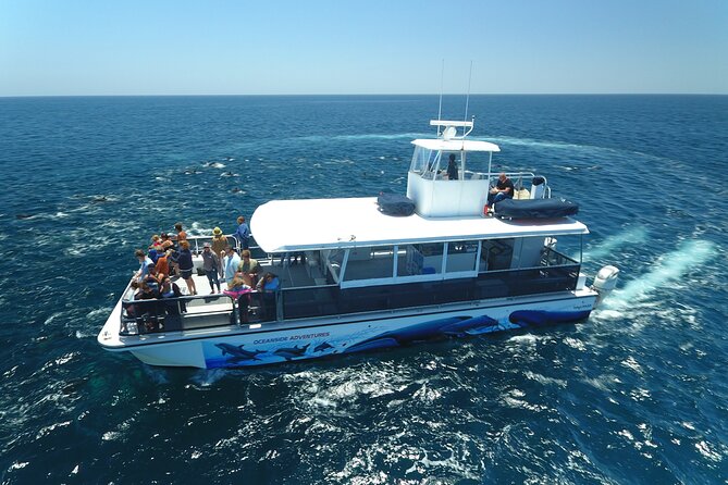 Two-Hour Luxury Whale Watching Tour from Oceanside - What you are really likely to see, dolphins first, whales when they show up