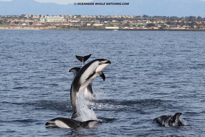 Two-Hour Luxury Whale Watching Tour from Oceanside - The stop-by-stop route: why San Diego views and Oceanside scenes both matter