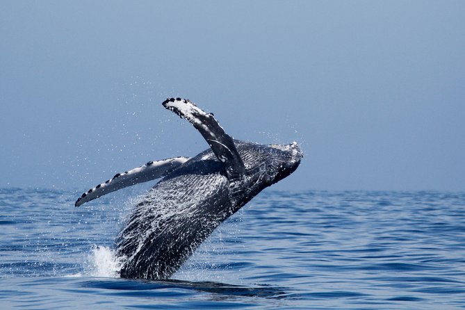 Two-Hour Luxury Whale Watching Tour from Oceanside - Onboard comfort, the cash bar, and what to pack for the deck
