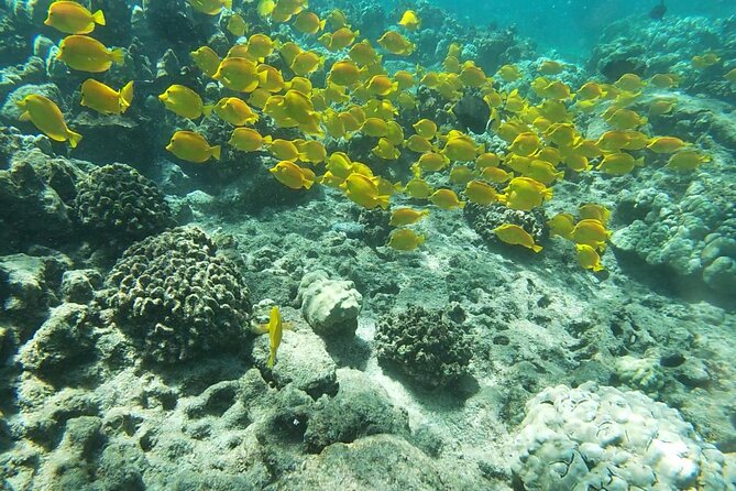 Two Reef Snorkel Trip-See Captain Cook Monument & Sea Caves - Quick Hits