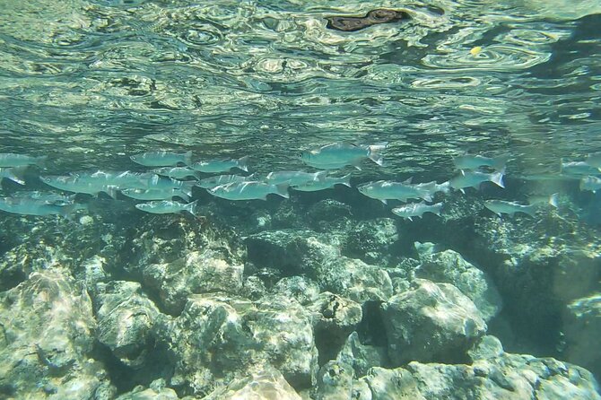Two Reef Snorkel Trip-See Captain Cook Monument & Sea Caves - Kealakekua Bay and the Captain Cook Monument Area
