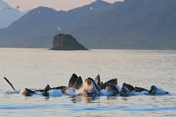 Ultimate Juneau Whale Watch and Mendenhall Glacier View - Key Points Before You Go