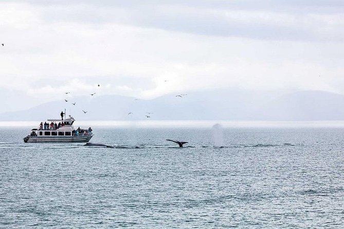 Ultimate Juneau Whale Watch and Mendenhall Glacier View - Getting From Downtown Juneau to Auke Bay in About 25 Minutes