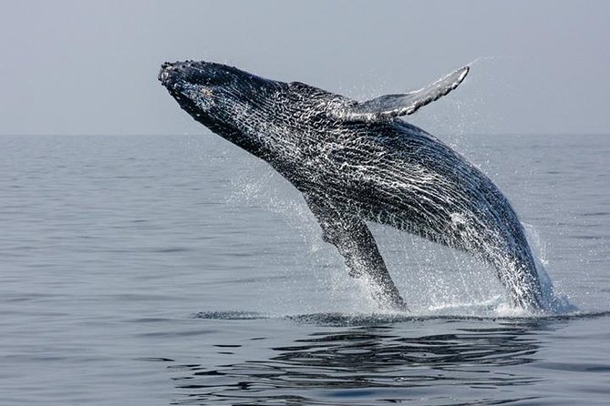 Ultimate Juneau Whale Watch and Mendenhall Glacier View - Custom Boats, Heated Cabin, and Where You’ll Actually See Whales
