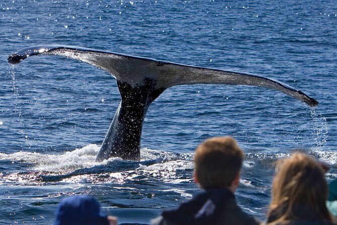 Ultimate Whale Watch and Tracy's Crab Shack Combo - Key highlights before you go