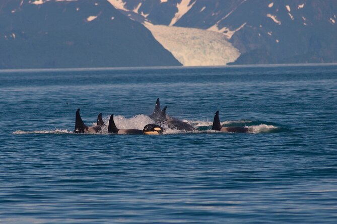 Ultimate Whale Watch and Tracy's Crab Shack Combo - Getting to the water, timing, and what the schedule really means