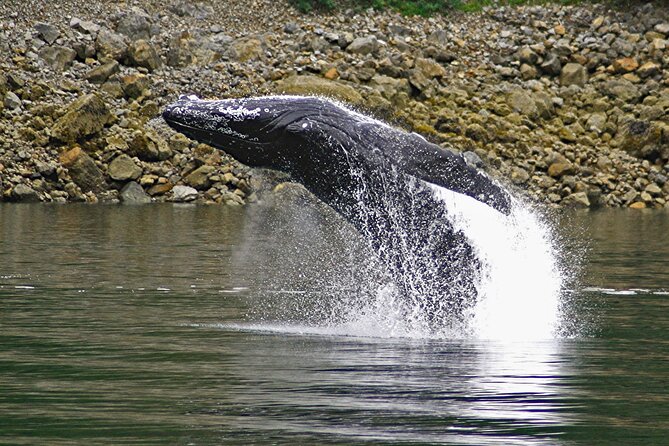 Ultimate Whale Watch and Tracy's Crab Shack Combo - Price and value: is $274 per person a good deal?