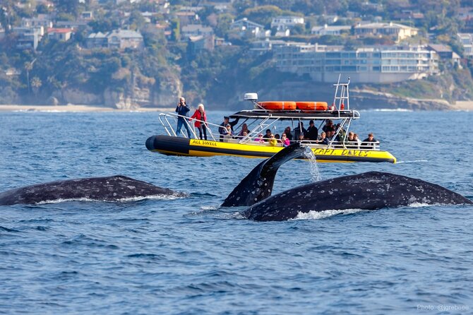 Up-Close Dolphin & Whale Watching Zodiac Adventure in Dana Point - Key highlights you’ll care about