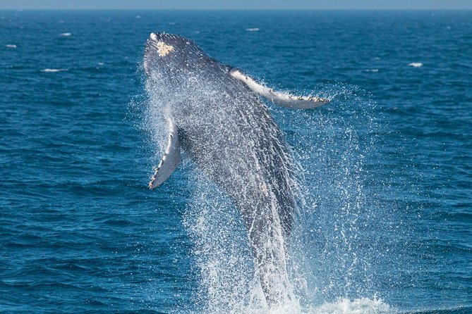 Up-Close Dolphin & Whale Watching Zodiac Adventure in Dana Point - Entering Dana Point Harbor and the vibe of a small-group Zodiac