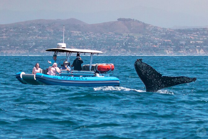 Up-Close Dolphin & Whale Watching Zodiac Adventure in Dana Point - Stop 1 at Dana Point Harbor: the pre-boat flow, snacks, and special-occasion touches