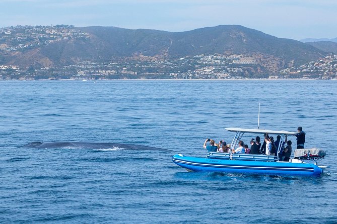Up-Close Dolphin & Whale Watching Zodiac Adventure in Dana Point - Stop 2: Capt. Dave’s Dolphin & Whale Watching Safari on the water