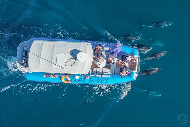 Up-Close Dolphin & Whale Watching Zodiac Adventure in Dana Point - Comfort, motion, and seasickness: how to prepare for a Zodiac ride