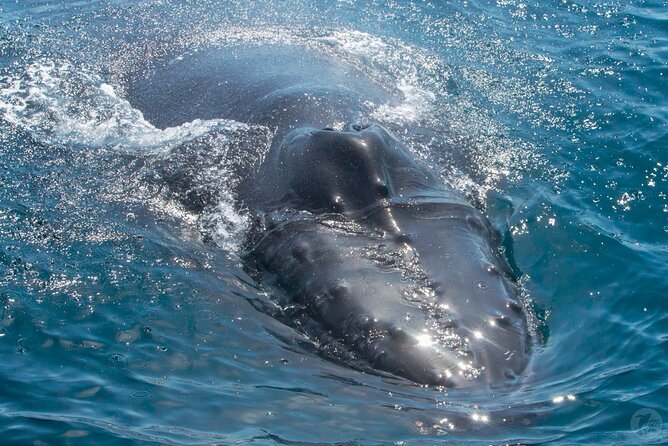 Up-Close Dolphin & Whale Watching Zodiac Adventure in Dana Point - Price and value: what $99.99 buys you in real terms