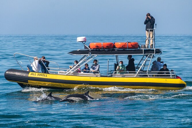 Up-Close Dolphin & Whale Watching Zodiac Adventure in Dana Point - Who should book this Dana Point Zodiac safari