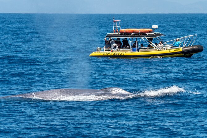 Up-Close Dolphin & Whale Watching Zodiac Adventure in Dana Point - Live marine naturalist commentary, the real reason this hunt feels educational