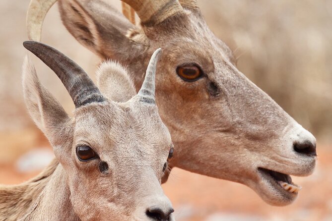 Valley of Fire and Red Rock Canyon Day Tour from Las Vegas - Price and value: is $148 fair for two parks and pickup?